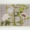 Ogawa Kasumasa, photograph of Morning Glory