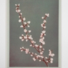 Ogawa Kasumasa, photograph of Prunus