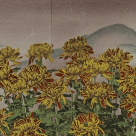 Ogawa Kazumasa, photograph of Chrysanthemums