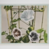 Ogawa Kasumasa, photograph of morning glory